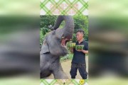 黑料吃瓜网apk普通安装 