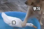 黑料吃瓜网apk普通安装 